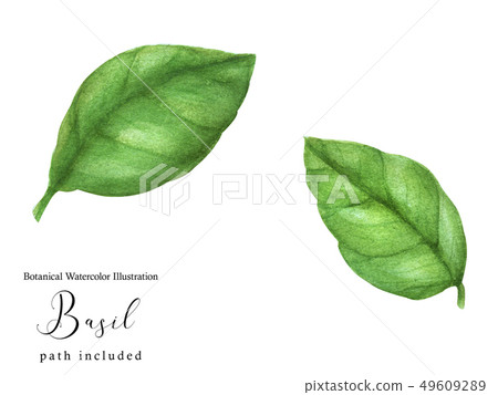 Basil green leaves 49609289