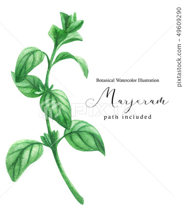 Marjoram green stem branch 49609290