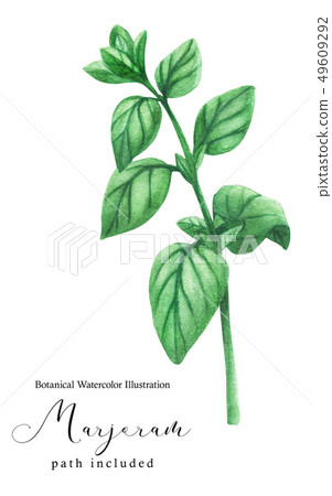 Marjoram green stem branch 49609292