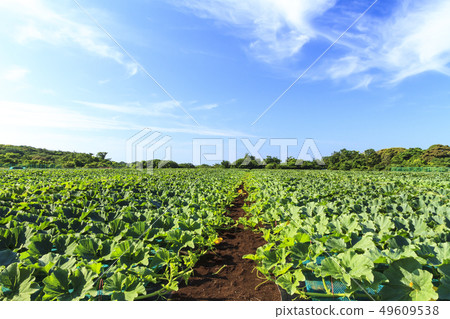 Soybean field Soybean field 49609538