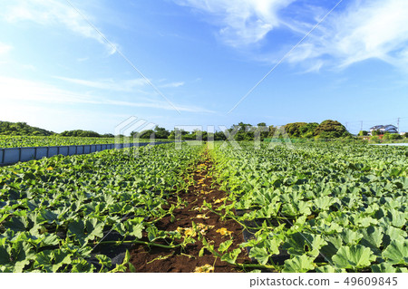 Field 49609845