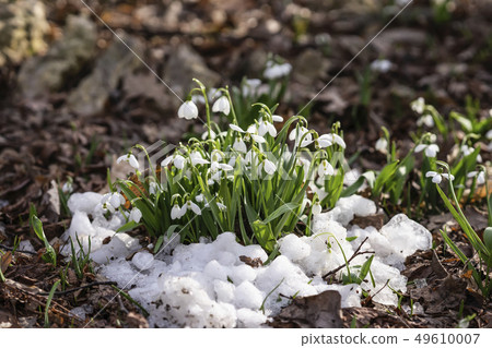 First tender primroses, wild snowdrops close-up in snow close-up. Concept of the first spring plants First tender primroses, wild snowdrops close-up in snow close-up. Concept of the first spring plants 49610007