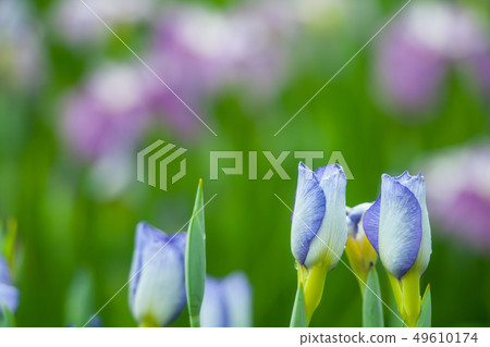 Flower shovel 49610174