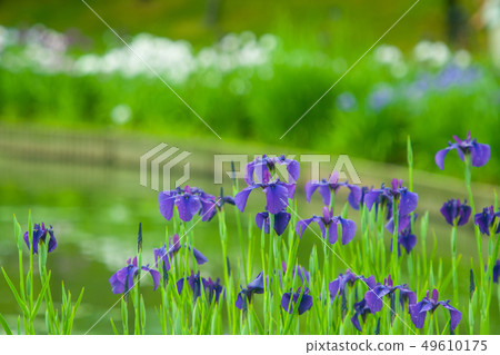 Flower shovel 49610175