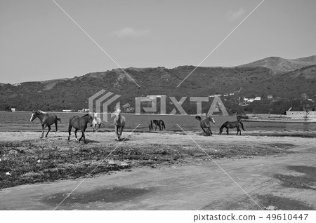 black and white artistic photo of horses on the black and white artistic photo of horses on the 49610447