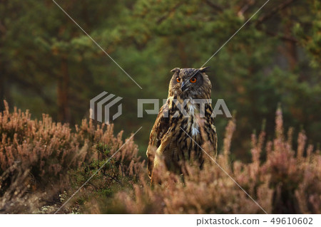 Eurasian eagle-owl stay in heather watching Eurasian eagle-owl stay in heather watching 49610602