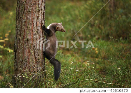 White breasted marten on the tree - Martes foina 49610870