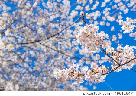 靜岡縣富士市岩本山公園的櫻花 靜岡縣富士市岩本山公園的櫻花 49611647