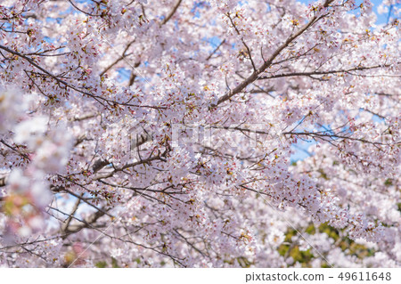 靜岡縣富士市岩本山公園的櫻花 49611648