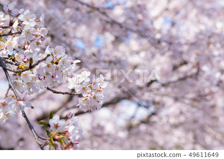 靜岡縣富士市岩本山公園的櫻花 49611649