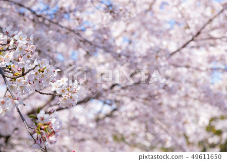 靜岡縣富士市岩本山公園的櫻花 49611650