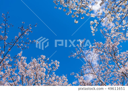 Cherry blossoms in Iwamotoyama Park, Fuji City, Shizuoka Prefecture 49611651