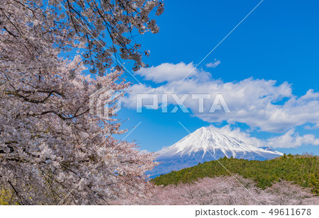 Sakura and Mt. Fuji in Iwamotoyama Park, Fuji City, Shizuoka Prefecture 49611678