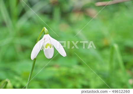 White snowdrop flower 49612260