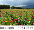  Flower garden 49612656