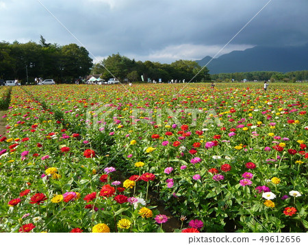 Flower garden Flower garden 49612656
