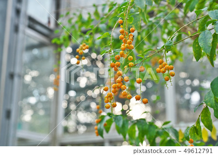 Orange durant fruit 49612791