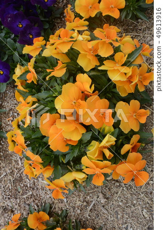 Beautiful flower yellow 49613916