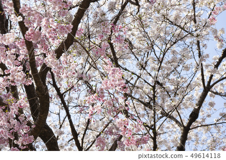 Yae Sakura and Somei Yoshino 49614118