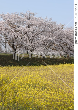 Kyo Fujiwara鮮花和櫻花的競爭 Kyo Fujiwara鮮花和櫻花的競爭 49614531