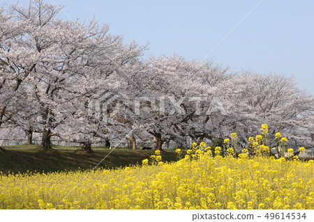 Kyo Fujiwara鮮花和櫻花的競爭 Kyo Fujiwara鮮花和櫻花的競爭 49614534