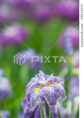 花鏟 花鏟 49614554