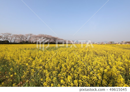 Kyo Fujiwara鮮花和櫻花的競爭 49615045