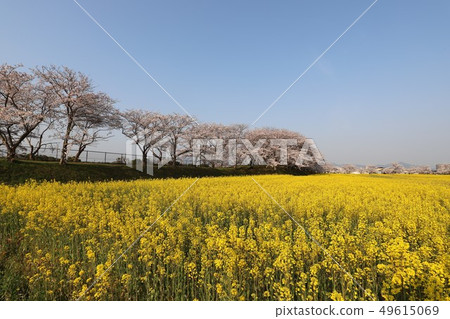 Kyo Fujiwara Competition of flowers and cherry blossoms 49615069