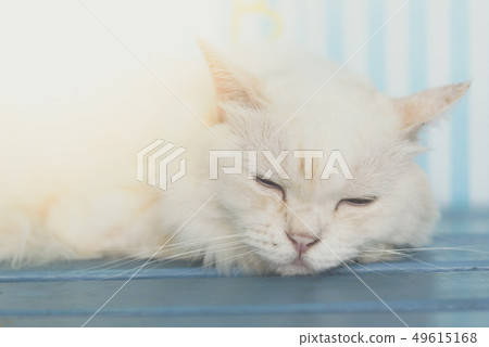 Cat sleeping on wooden chair when travel Cat sleeping on wooden chair when travel 49615168