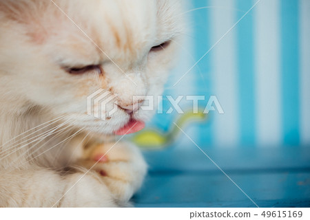Cat sitting and looking at something when travel Cat sitting and looking at something when travel 49615169