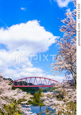 Kawabata Bridge and cherry blossoms [Hita City, Oita Prefecture] 49615309