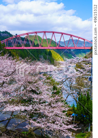 川端橋和櫻花[大分縣日田市] 49615312