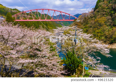 Kawabata Bridge and cherry blossoms [Hita City, Oita Prefecture] 49615320