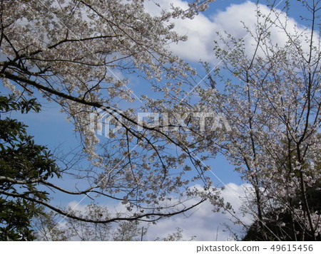 Sakura blooming white cloudy and blue sky 49615456