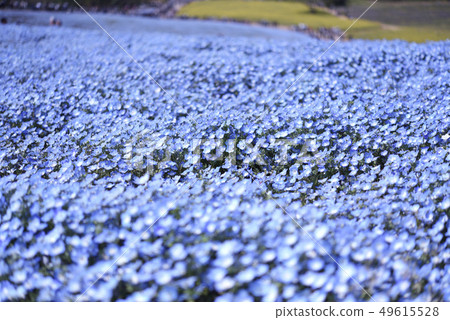 Hitachi Beach Resort Nemophila Hitachi Beach Resort Nemophila 49615528
