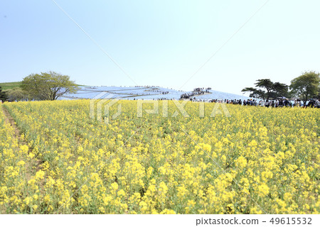 日立海灘公園強姦開花nemophila 49615532