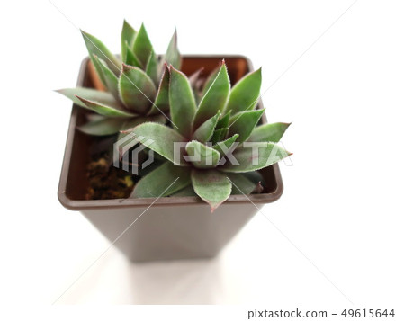 多汁植物Sempelbeuum 49615644