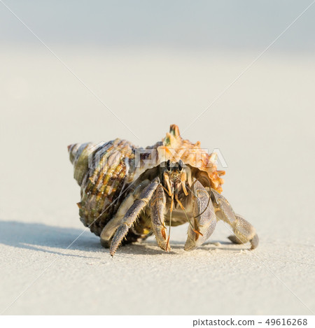 Small hermit crab walking on sand Small hermit crab walking on sand 49616268