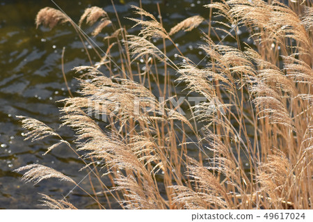 A dead river field 49617024