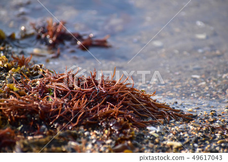 Funori of the coast 49617043