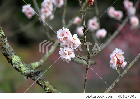 Yudagawa溫泉Umebayashi公園 Yudagawa溫泉Umebayashi公園 49617303