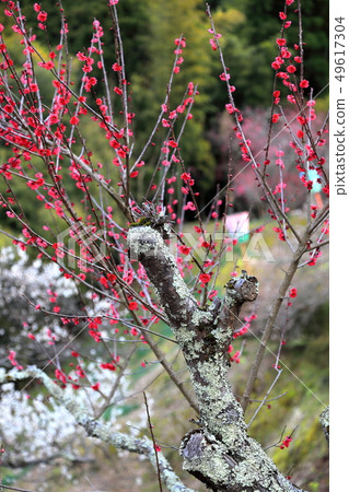 Yudagawa溫泉Umebayashi公園 Yudagawa溫泉Umebayashi公園 49617304