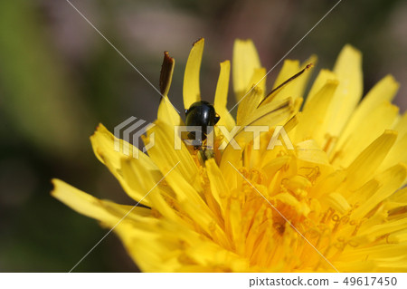 Ruri Marni beetle 49617450