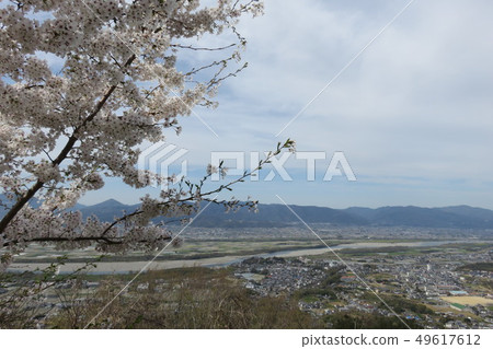 Cherry blossoms and town scenery 49617612
