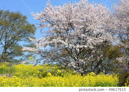 春天Oka城堡廢墟的風景 49617615