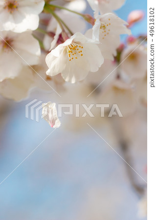 櫻花與花瓣 櫻花與花瓣 49618102
