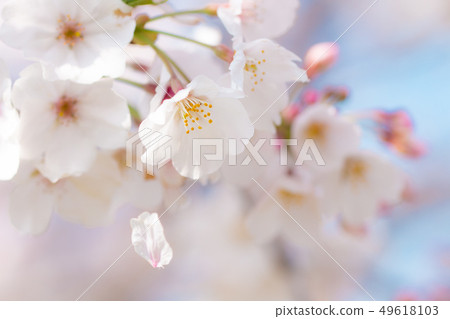 Cherry blossoms with flower petals Cherry blossoms with flower petals 49618103