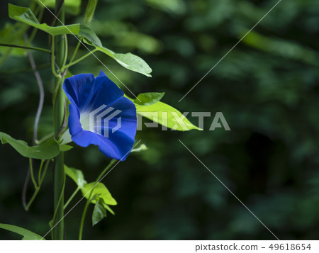 Blue morning glory 49618654