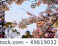 Inuyama castle and cherry blossoms 49619032