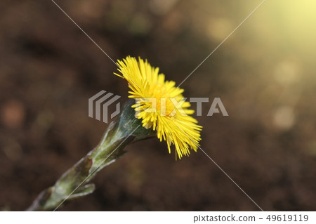 Coltsfoot, medicinal herb, flower in spring .Yellow flower in early spring . Coltsfoot, medicinal herb, flower in spring .Yellow flower in early spring . 49619119